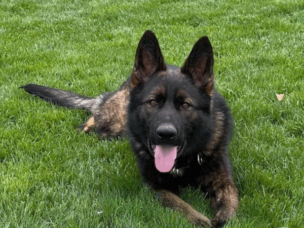 egon protection dog image